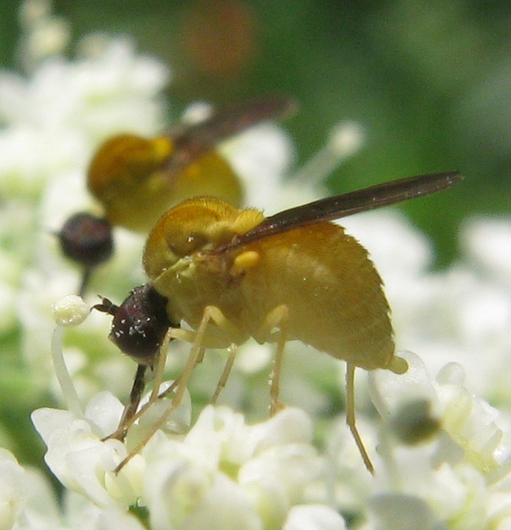 Cephalodromia sp.